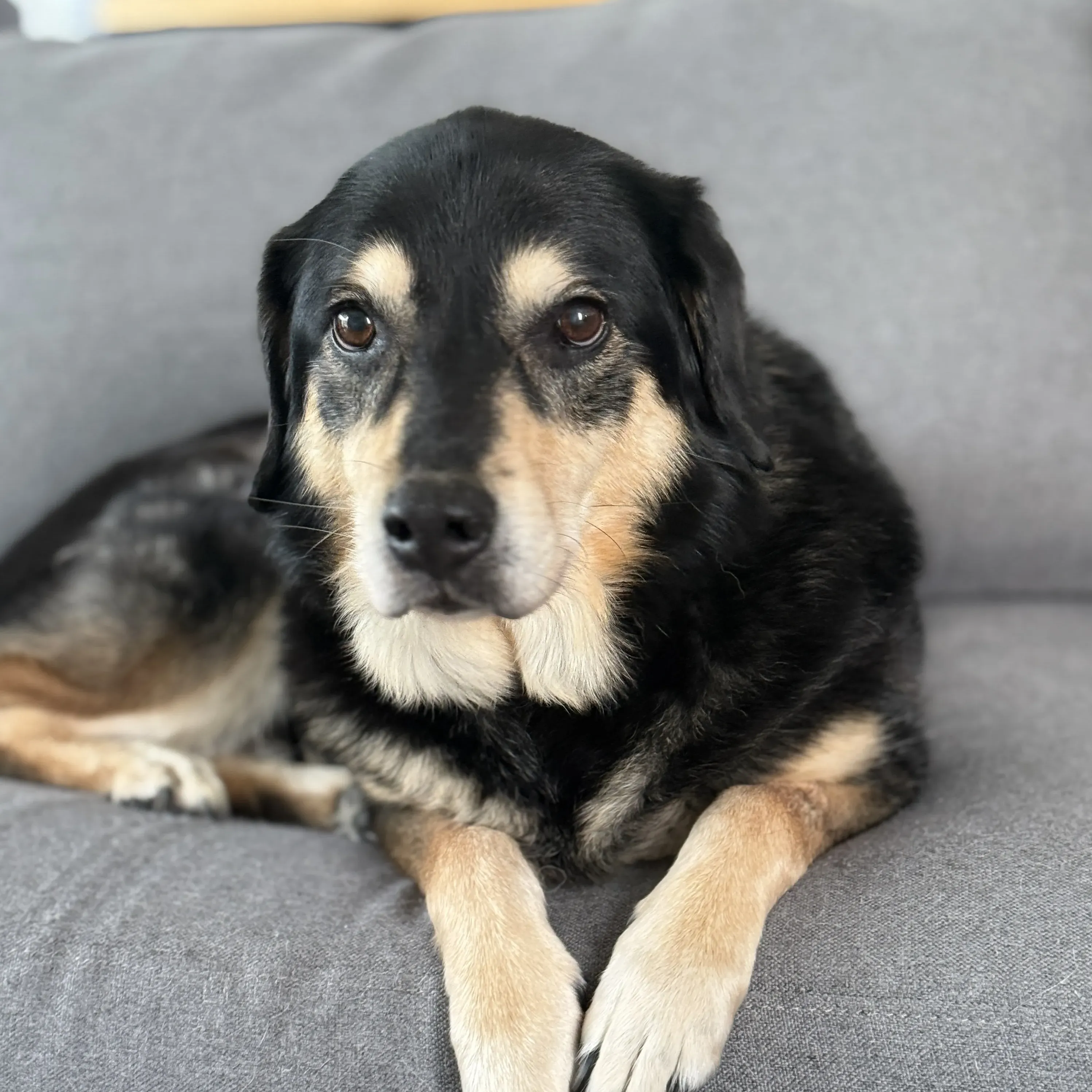 Charlotte the dog resting on the couch and looking at the camera