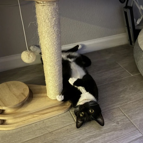 Olivia the cat playing under a scratching post at home